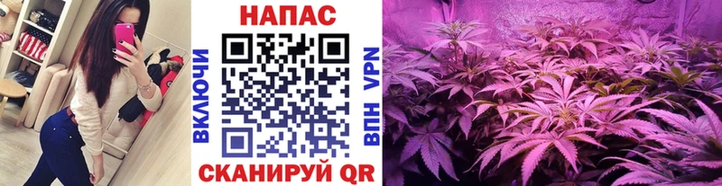 Канабис MAZAR  Холм 